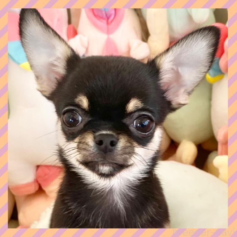 販売中の群馬県のチワワ(スムースコート)-433238