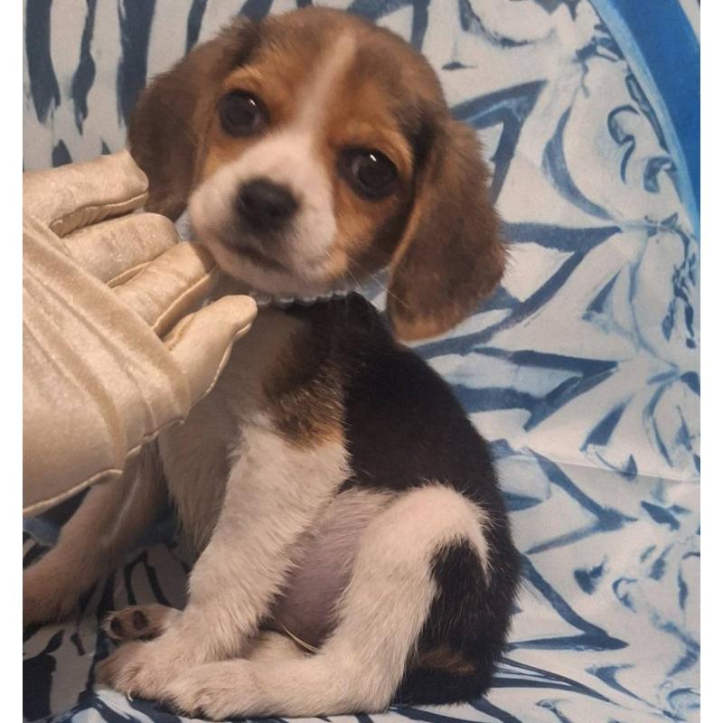 販売中の鹿児島県のビーグル-440294の5枚目