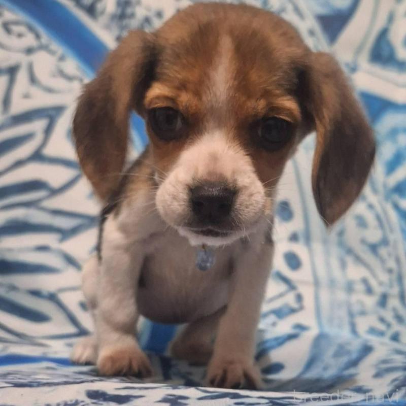 販売中の鹿児島県のビーグル-440294の4枚目