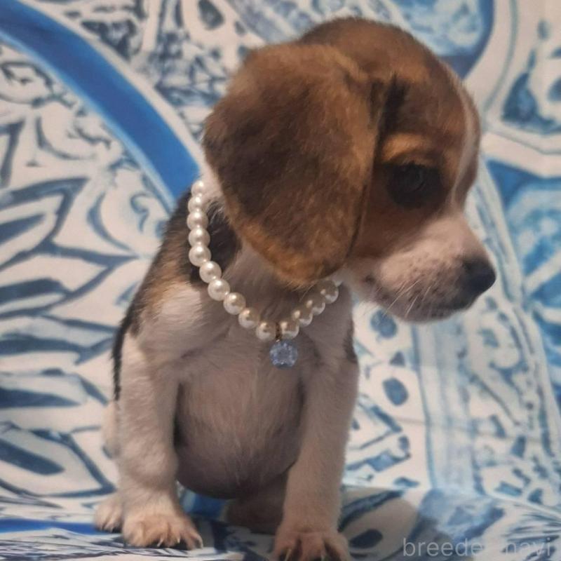 販売中の鹿児島県のビーグル-440294の3枚目