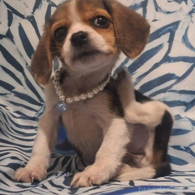 販売中の鹿児島県のビーグル-440294の2枚目