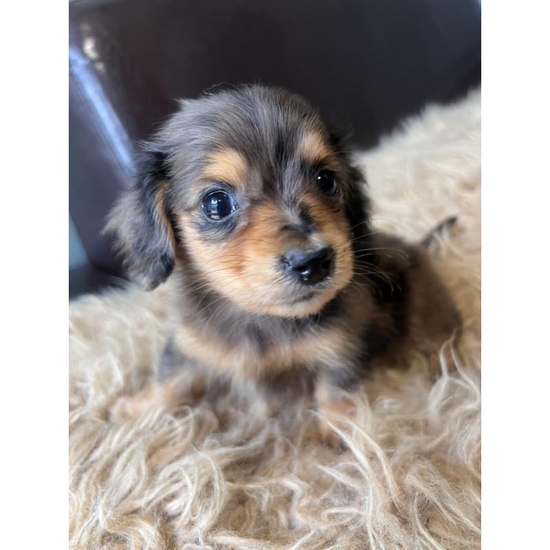 成約済の鹿児島県のカニンヘンダックスフンド(ロングヘアード)-438412の5枚目