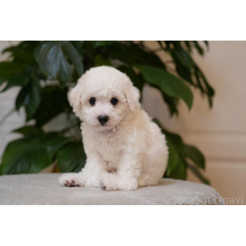 販売中の千葉県のビションフリーゼ-439158の8枚目