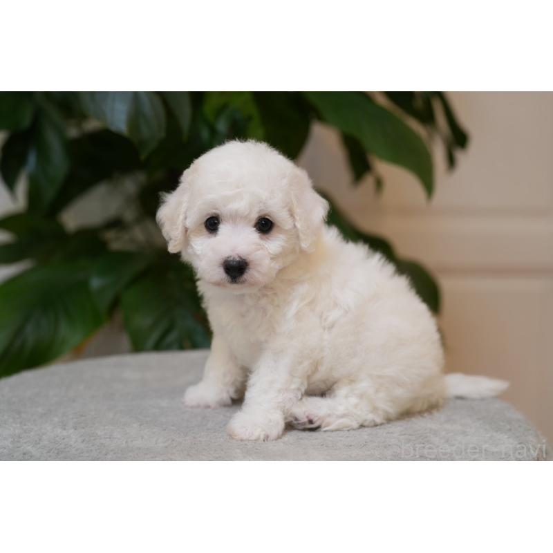 販売中の千葉県のビションフリーゼ-439158の7枚目