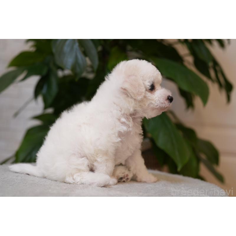 販売中の千葉県のビションフリーゼ-439158の6枚目