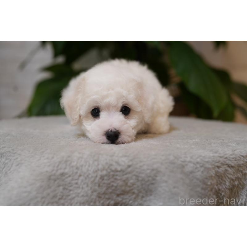 販売中の千葉県のビションフリーゼ-439158の5枚目