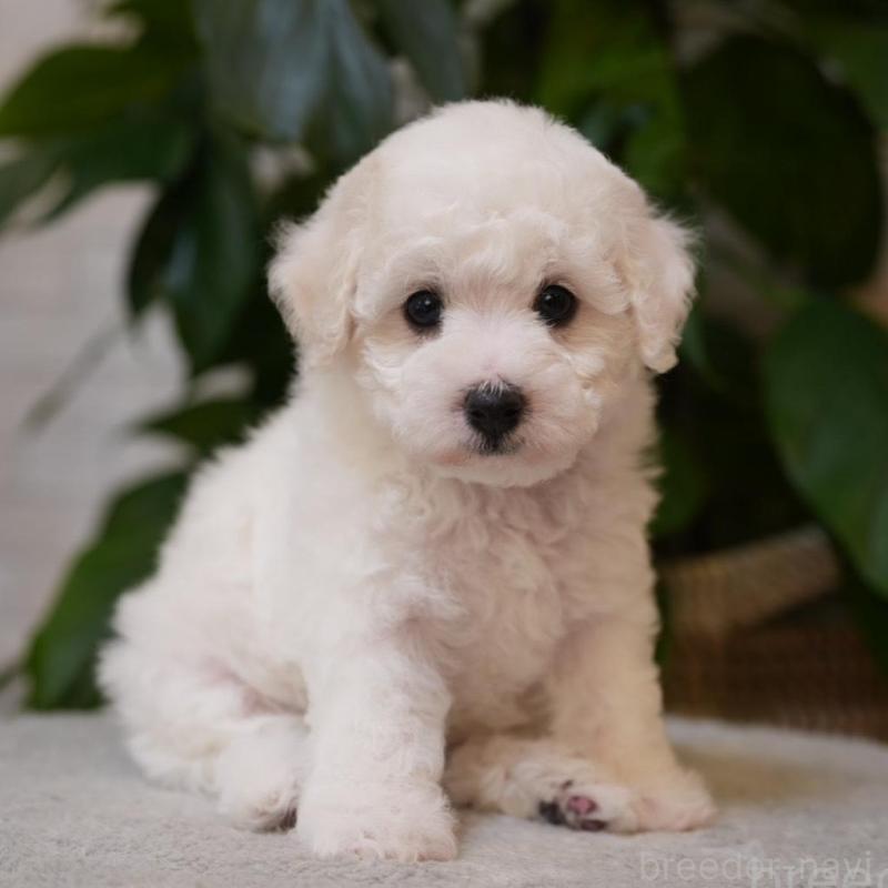 販売中の千葉県のビションフリーゼ-439158の4枚目