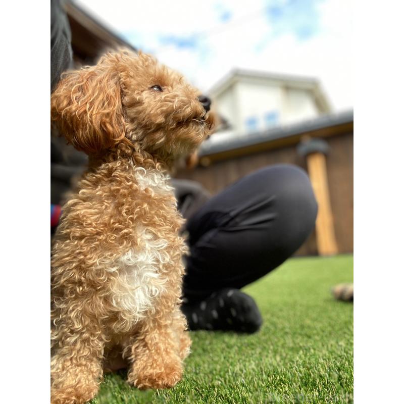 MOCOちゃん1枚目