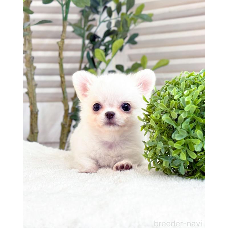 販売中の愛知県のチワワ(ロングコート)-440297の3枚目