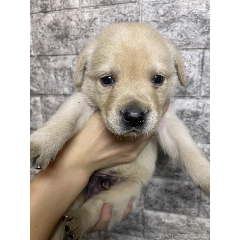 販売中の千葉県のラブラドールレトリーバー-440302の1枚目