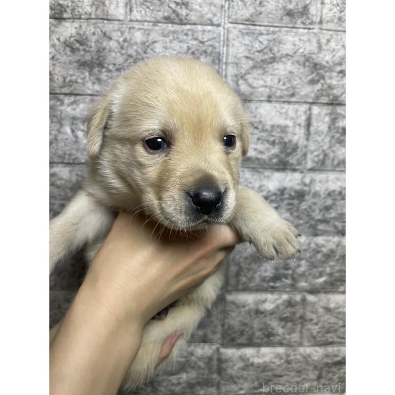 販売中の千葉県のラブラドールレトリーバー-440302の4枚目