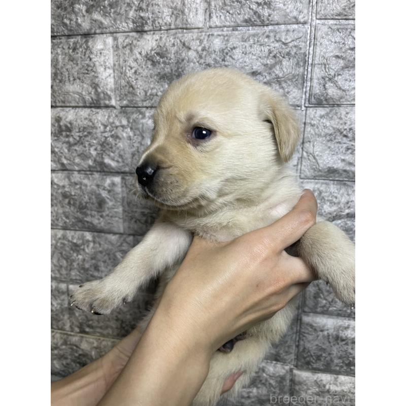 販売中の千葉県のラブラドールレトリーバー-440302の3枚目