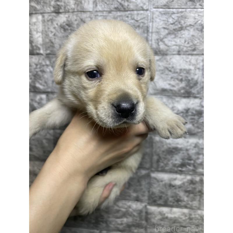 販売中の千葉県のラブラドールレトリーバー-440302の2枚目