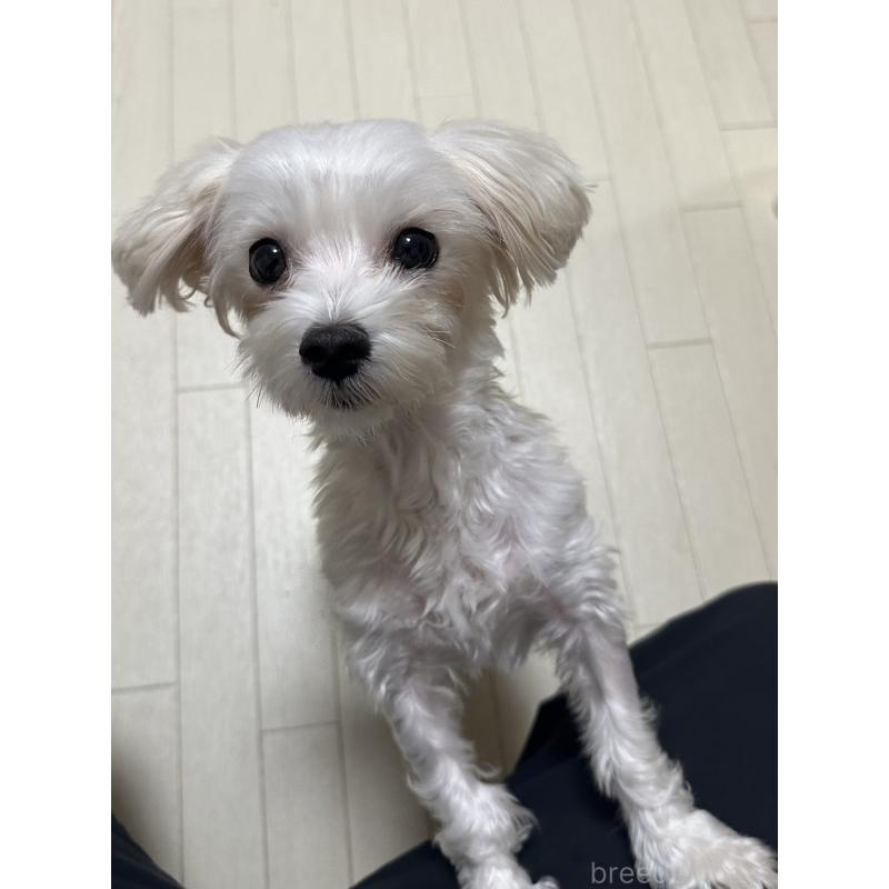 ラテちゃんちゃん1枚目