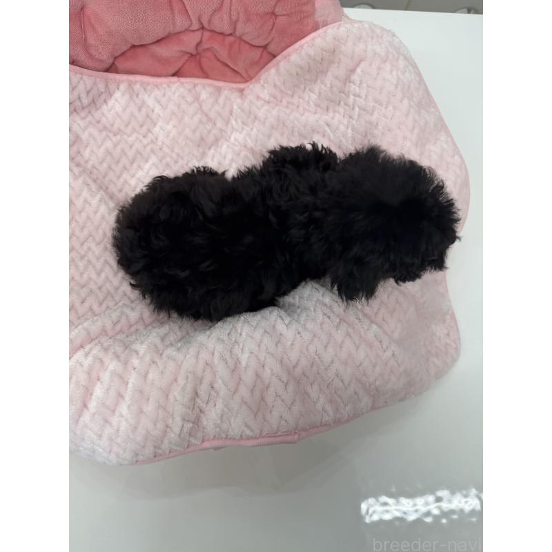 販売中の山梨県のミックス犬-430998の5枚目