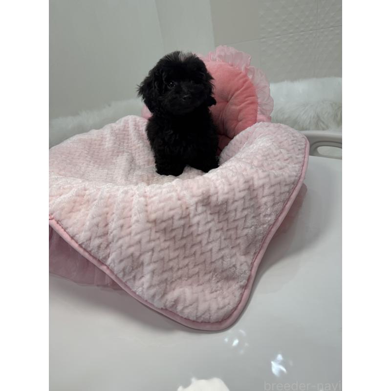 販売中の山梨県のミックス犬-430998の4枚目