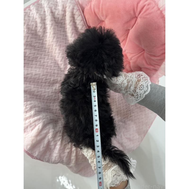 販売中の山梨県のミックス犬-430998の3枚目