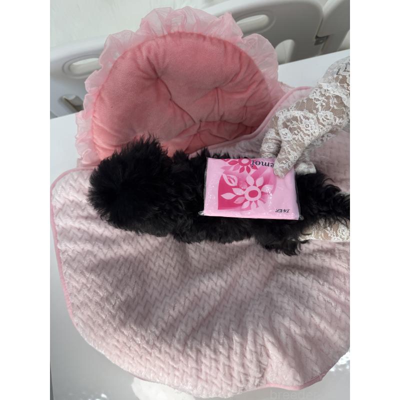 販売中の山梨県のミックス犬-430998の2枚目