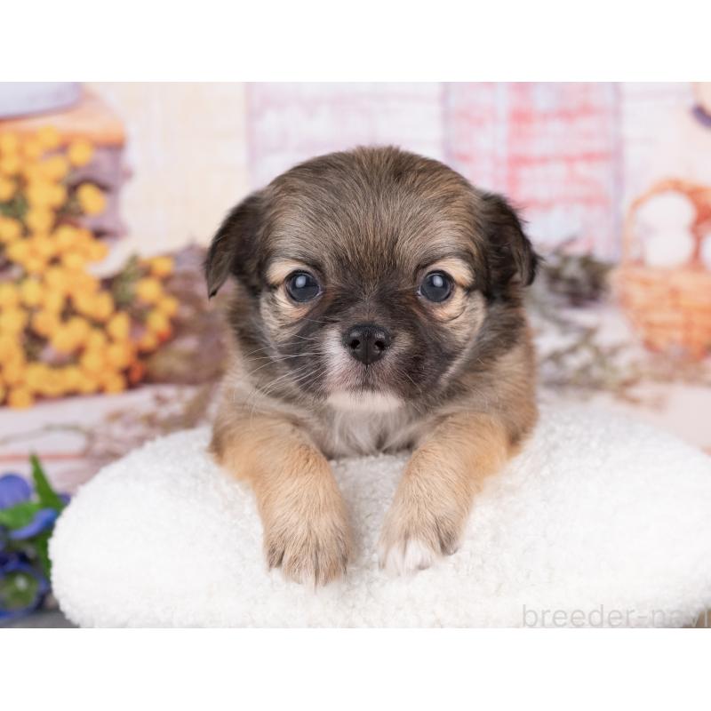 販売中の岐阜県のチワワ(ロングコート)-440303の5枚目