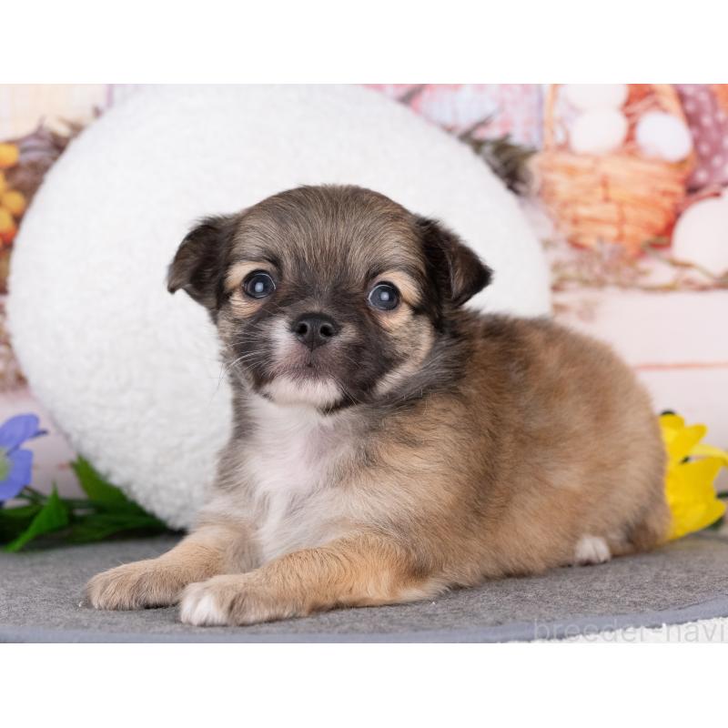 販売中の岐阜県のチワワ(ロングコート)-440303の3枚目