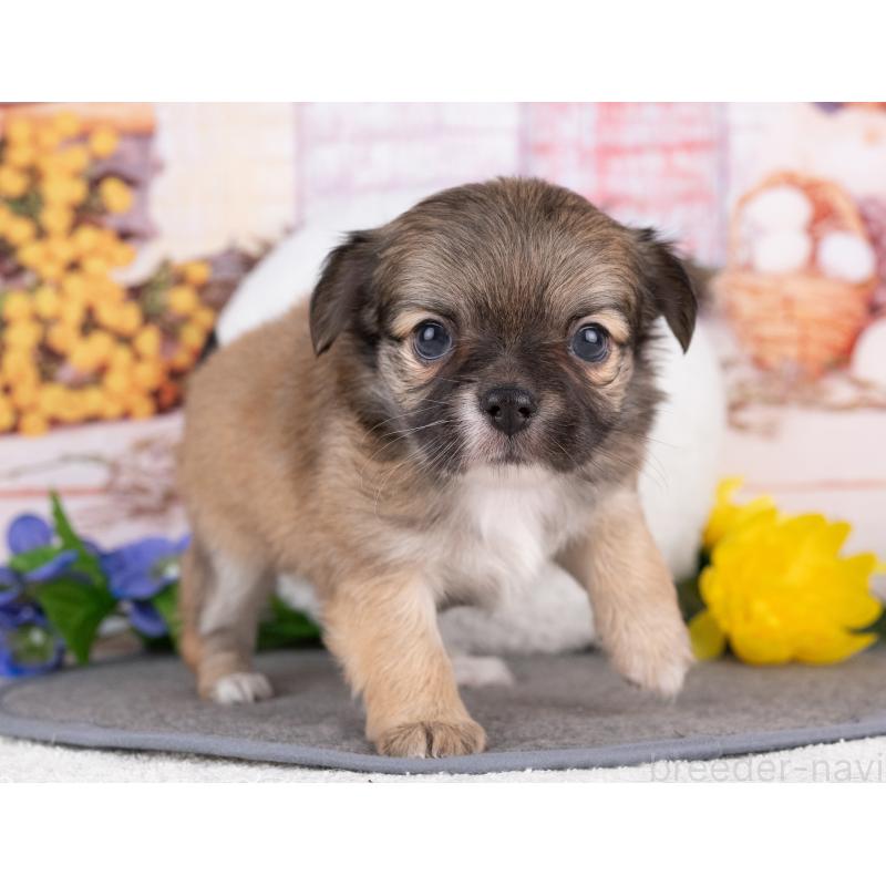 販売中の岐阜県のチワワ(ロングコート)-440303の2枚目