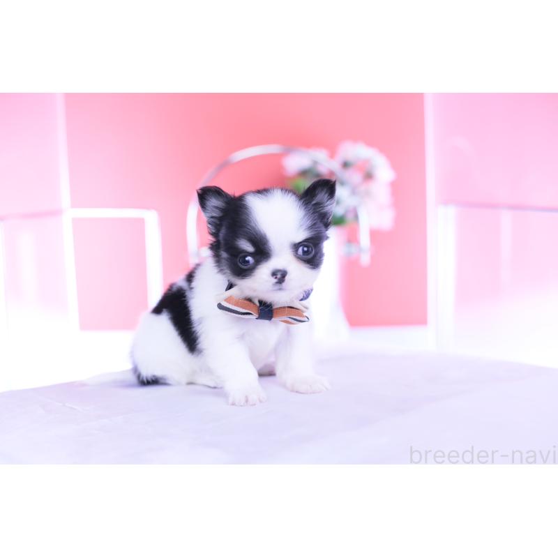 成約済の愛知県のチワワ(ロングコート)-437866の9枚目