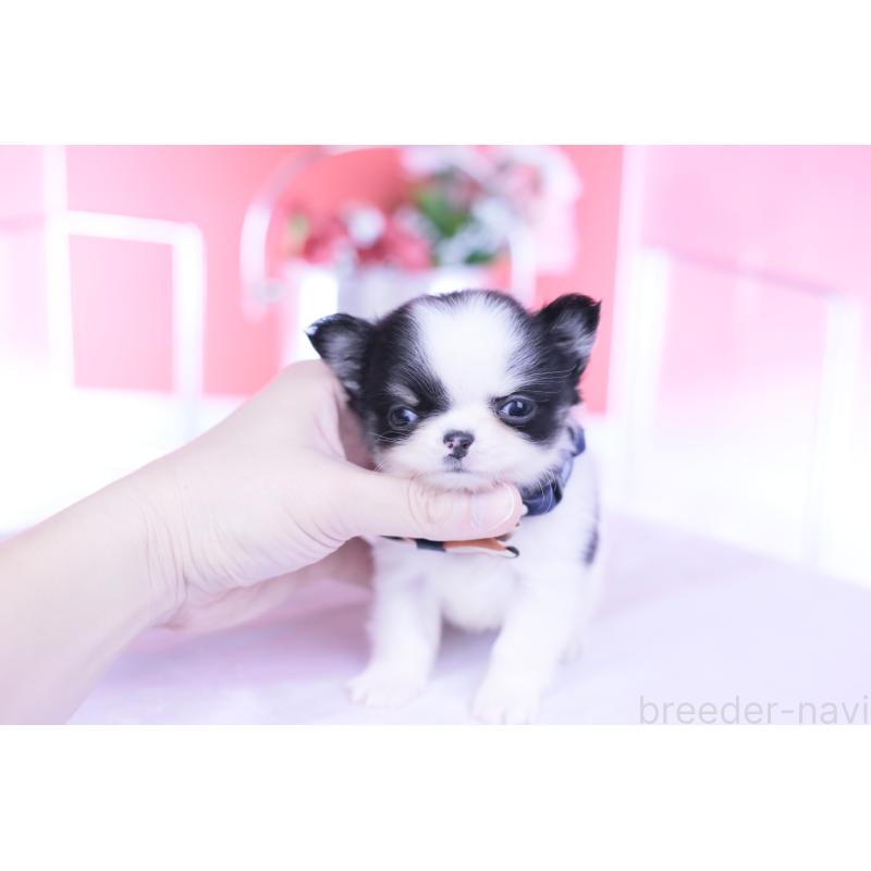 成約済の愛知県のチワワ(ロングコート)-437866の6枚目