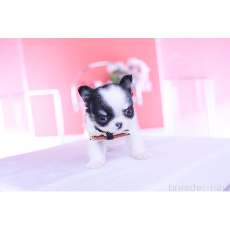 成約済の愛知県のチワワ(ロングコート)-437866の5枚目