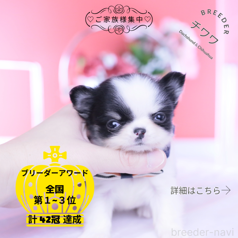 販売中の愛知県のチワワ(ロングコート)-437866