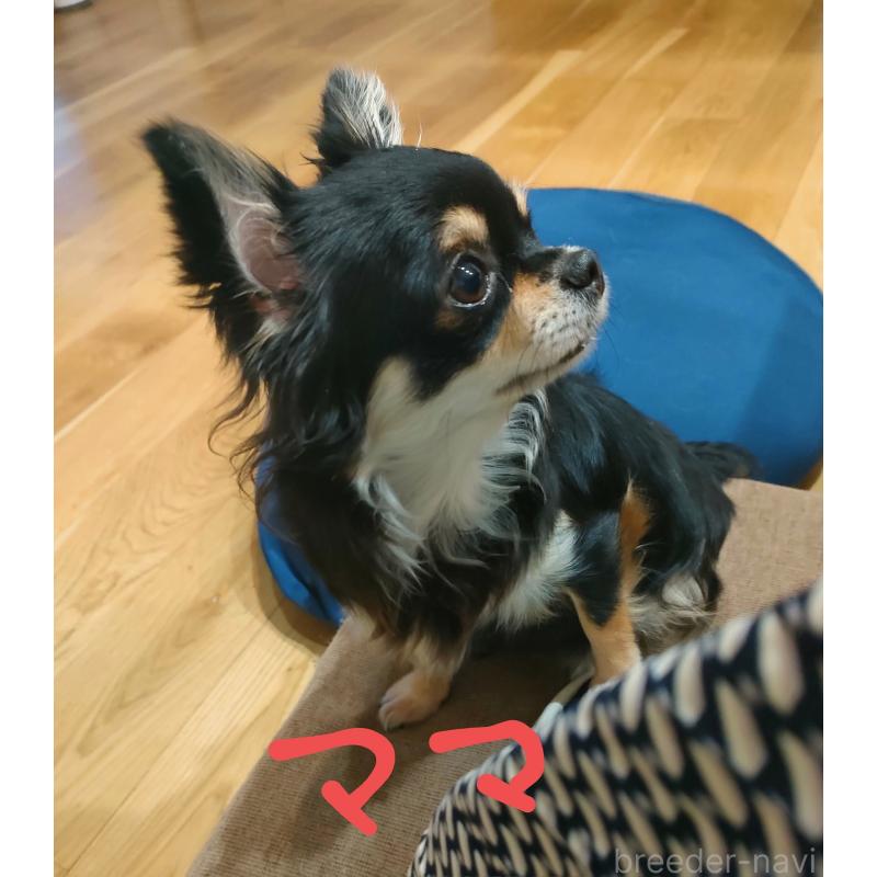 ちょこちゃんちゃん1枚目