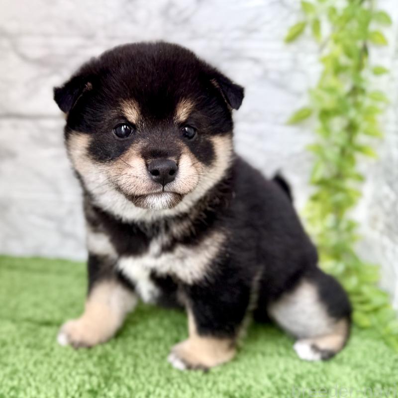 販売中の埼玉県の豆柴-438239