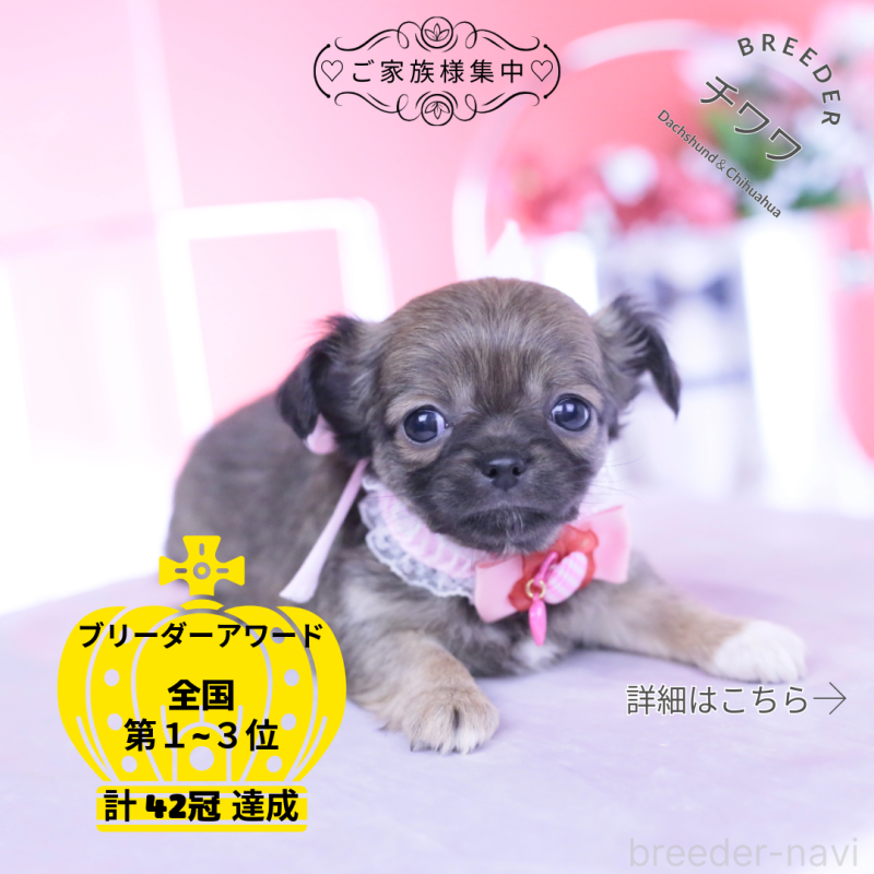 販売中の愛知県のチワワ(ロングコート)-437869