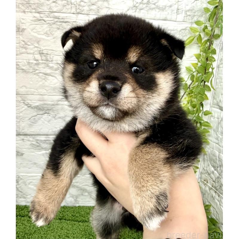 成約済の埼玉県の豆柴-438239の6枚目