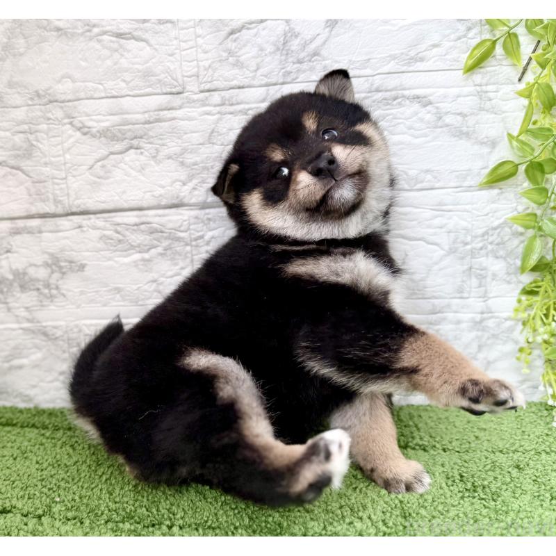 成約済の埼玉県の豆柴-438239の5枚目