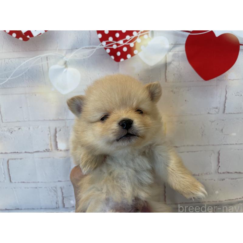 販売中の北海道のポメラニアン-440308の5枚目