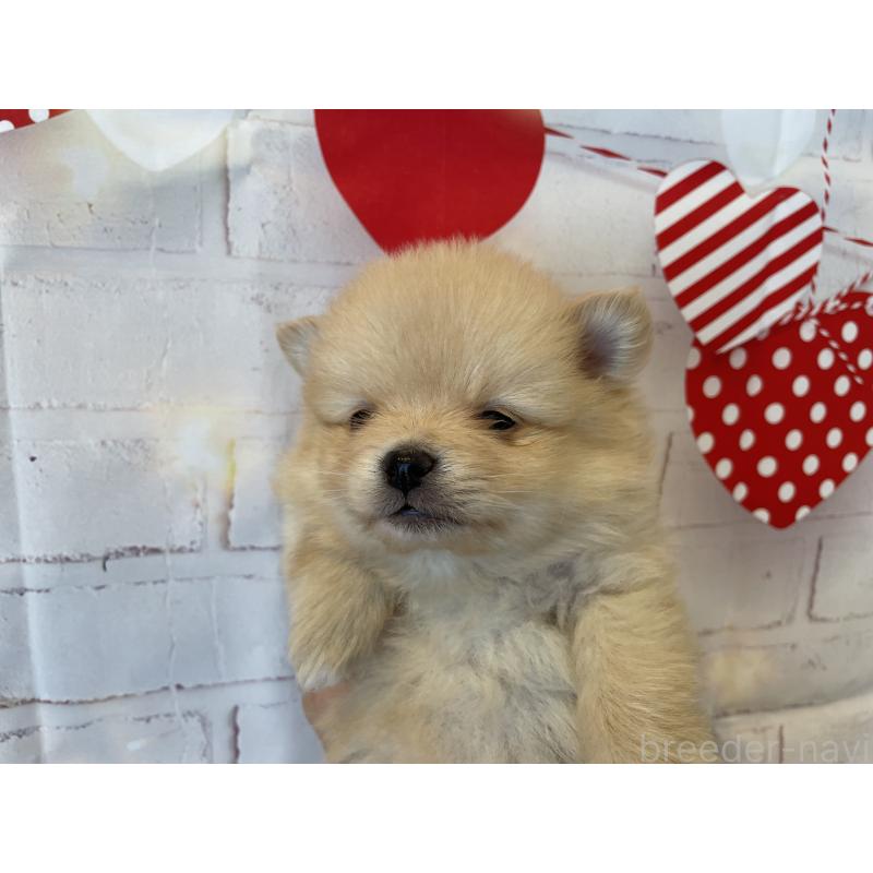 販売中の北海道のポメラニアン-440308の4枚目