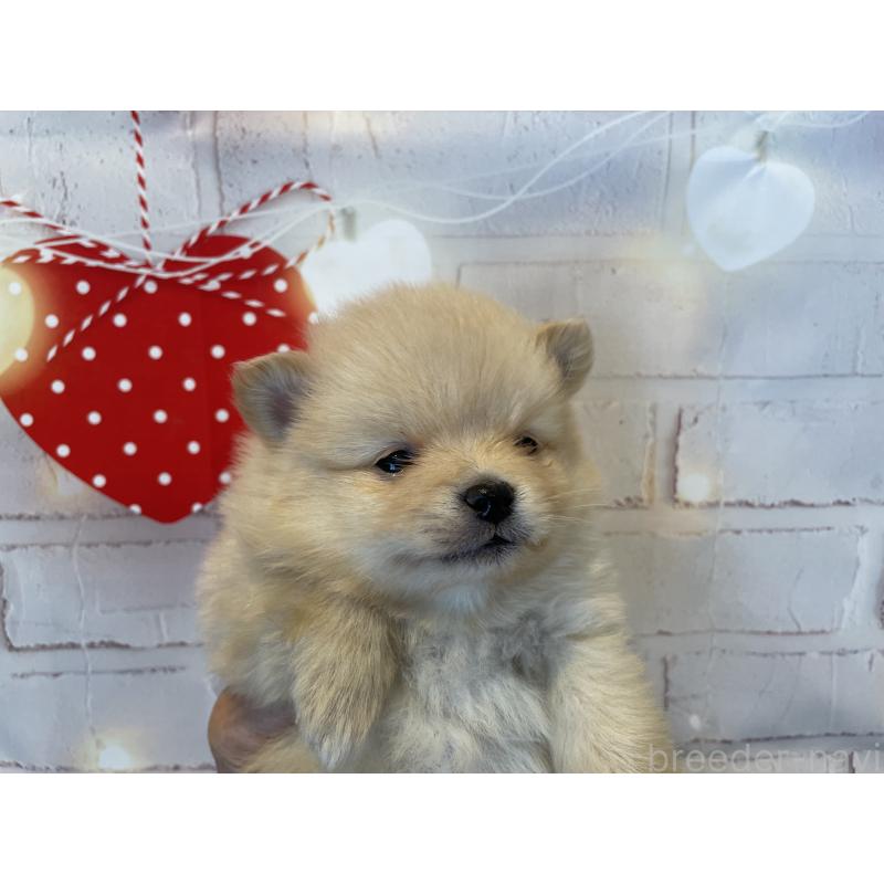 販売中の北海道のポメラニアン-440308の3枚目