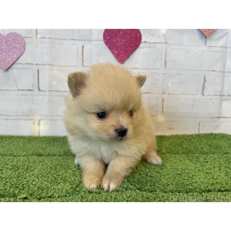 販売中の北海道のポメラニアン-440308の2枚目
