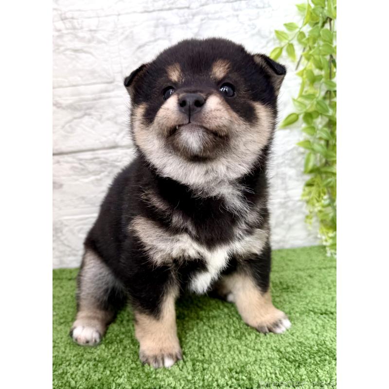 成約済の埼玉県の豆柴-438239の3枚目