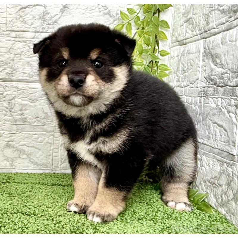 成約済の埼玉県の豆柴-438239の2枚目