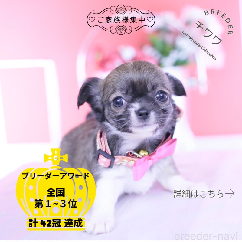 販売中の愛知県のチワワ(ロングコート)-437871