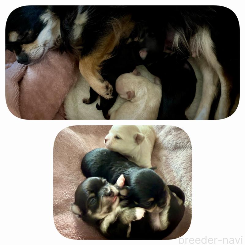 販売中の広島県のチワワ(ロングコート)-440307