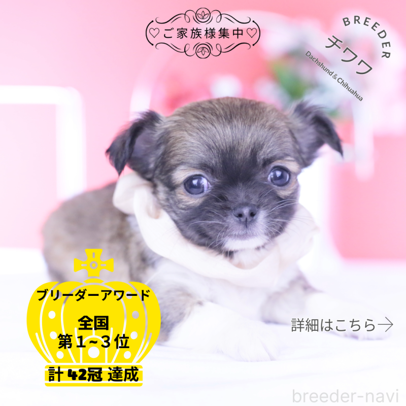 販売中の愛知県のチワワ(ロングコート)-437874