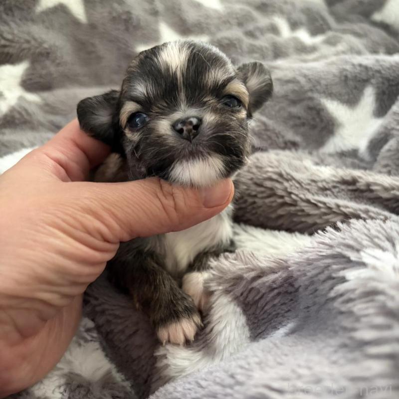 販売中の兵庫県のチワワ(ロングコート)-440305の6枚目