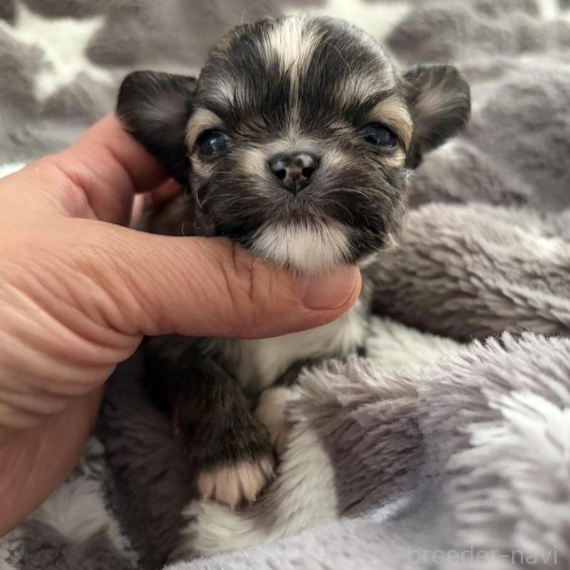 販売中の兵庫県のチワワ(ロングコート)-440305の5枚目