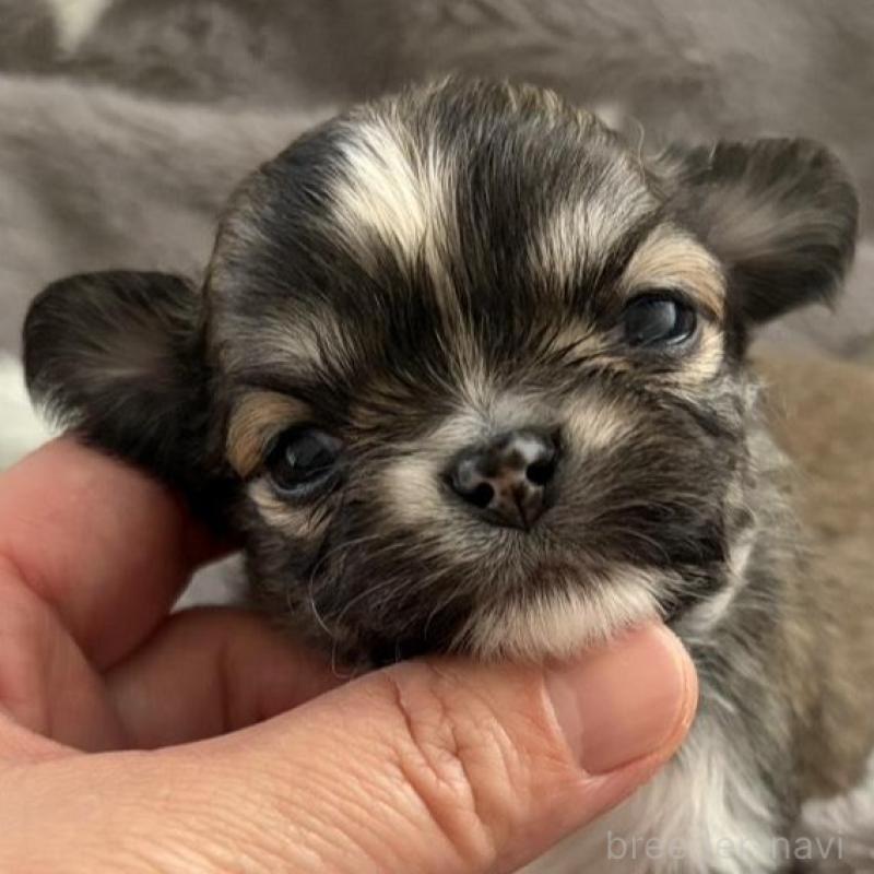 販売中の兵庫県のチワワ(ロングコート)-440305の1枚目