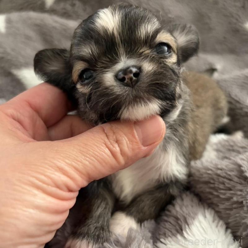 販売中の兵庫県のチワワ(ロングコート)-440305の4枚目