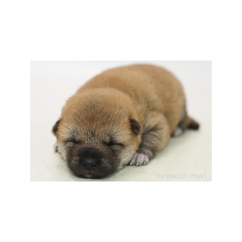 販売中の神奈川県の柴犬-440306の1枚目