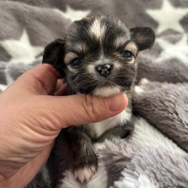 販売中の兵庫県のチワワ(ロングコート)-440305の3枚目