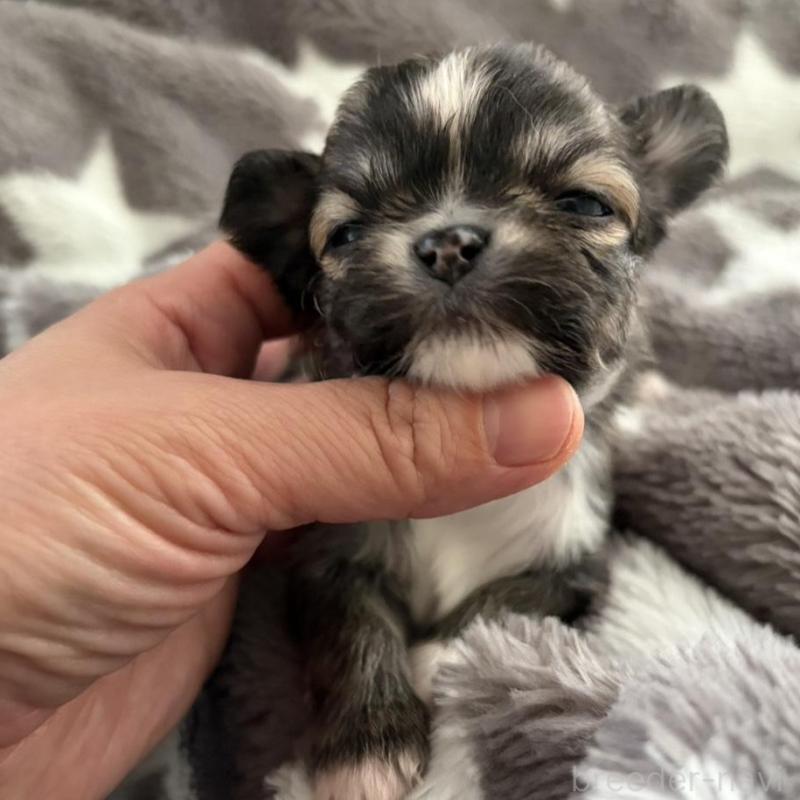 販売中の兵庫県のチワワ(ロングコート)-440305の2枚目